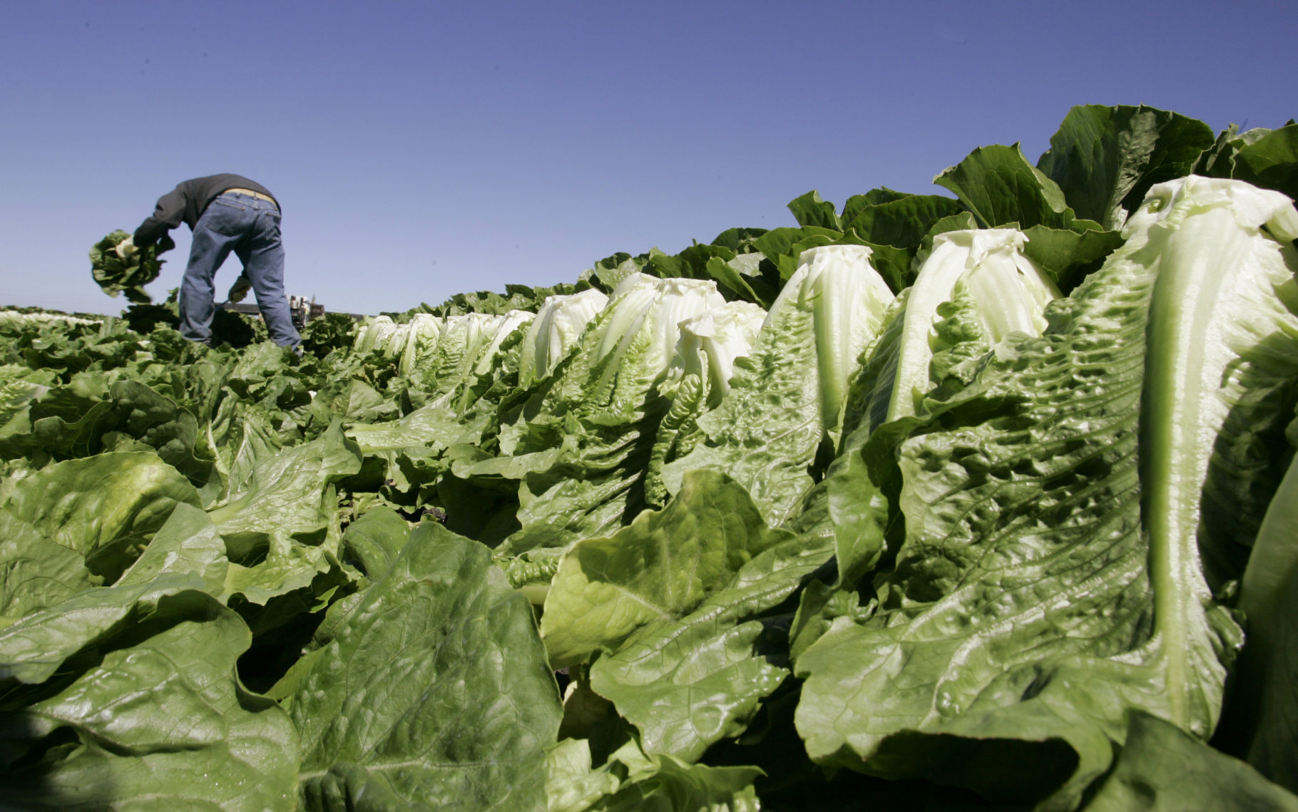 Romaine lettuce
